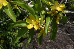 Hugonia ferruginea